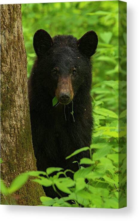 Great Smoky Mountains National Park Canvas Print featuring the photograph Grazing Black Bear by Melissa Southern