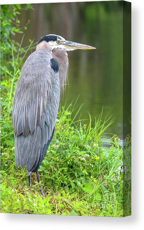  Canvas Print featuring the photograph Great Blue Heron at the Venice Rookery, FL by Joanne Carey