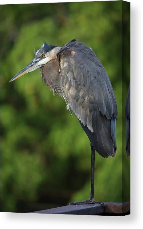 Blue Heron Canvas Print featuring the photograph Great Blue Heron in Early Morning by Mingming Jiang