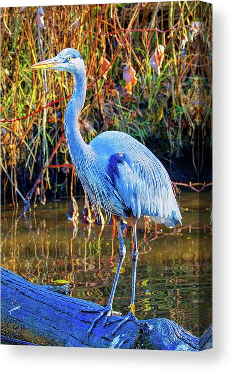 Water Fowl Canvas Print featuring the photograph Great Blue Heron Vancouver by Allan Van Gasbeck
