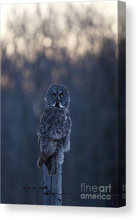 Great Gray Owl Canvas Print featuring the photograph Great Gray Owl at dusk by Heather King