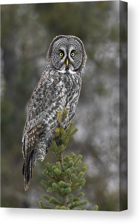 Owl Canvas Print featuring the photograph Great Gray Owl by Timothy McIntyre