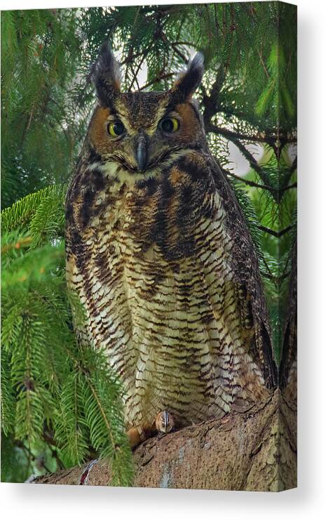 Owl Canvas Print featuring the photograph Great Horned Owl by Timothy McIntyre