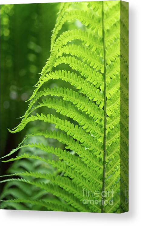Fern Canvas Print featuring the photograph Green fern and summer dream in the forest by Adriana Mueller
