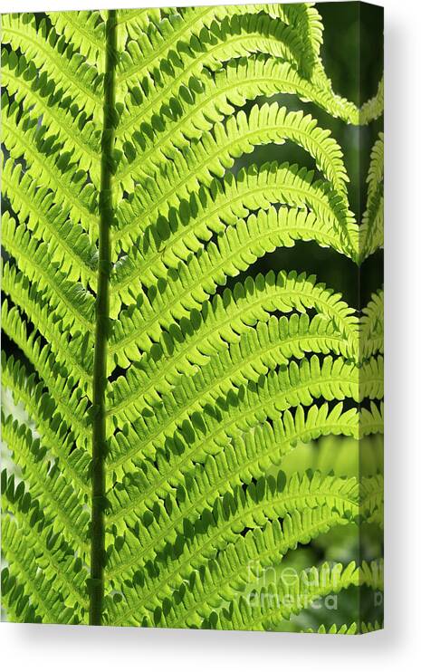 Fern Canvas Print featuring the photograph Green fern leaf and sunlight in the forest by Adriana Mueller