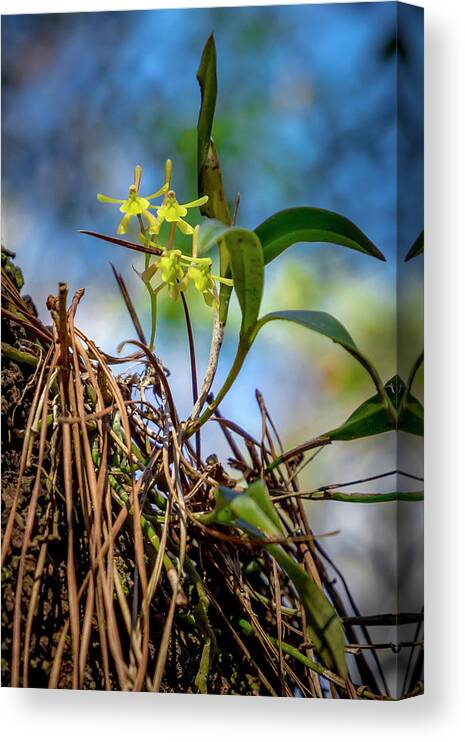 Flower Canvas Print featuring the photograph Green-Fly Orchid by W Chris Fooshee