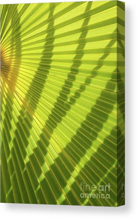 Palm Leaf Canvas Print featuring the photograph Green palm leaf and shadows 1 by Adriana Mueller
