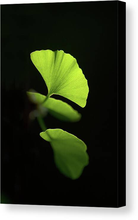 Leaves Canvas Print featuring the photograph Green Sagacity by Philippe Sainte-Laudy