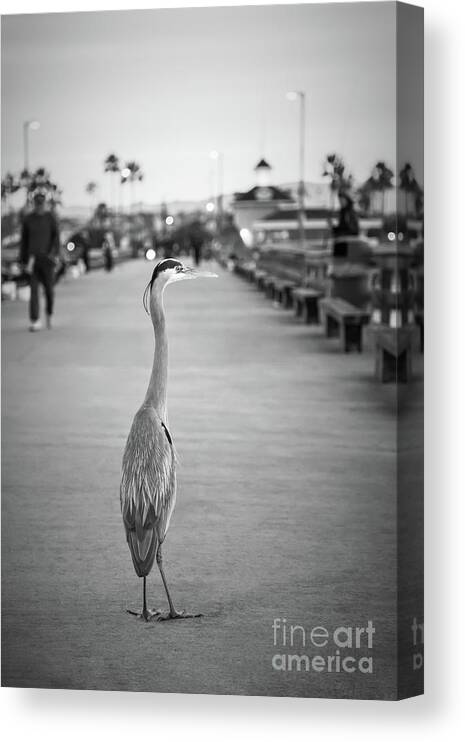 2010 Canvas Print featuring the photograph Grey Heron Newport Pier Black and White Photo by Paul Velgos