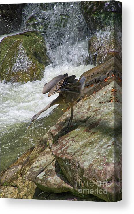 Grey Heron Canvas Print featuring the photograph Grey Heron Hunting by Phil Perkins
