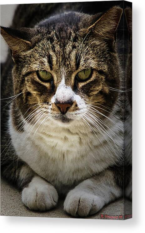 Cat Canvas Print featuring the photograph Gypsy The Loaner by Rene Vasquez