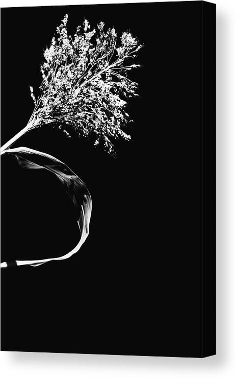 Black And White Canvas Print featuring the photograph Harvest Offering by Laura Roberts
