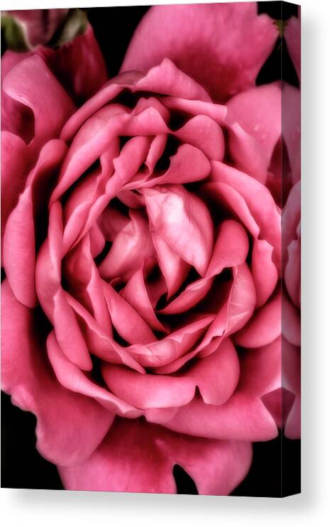 Pink Canvas Print featuring the photograph Heart Of A Rose by Bill and Linda Tiepelman