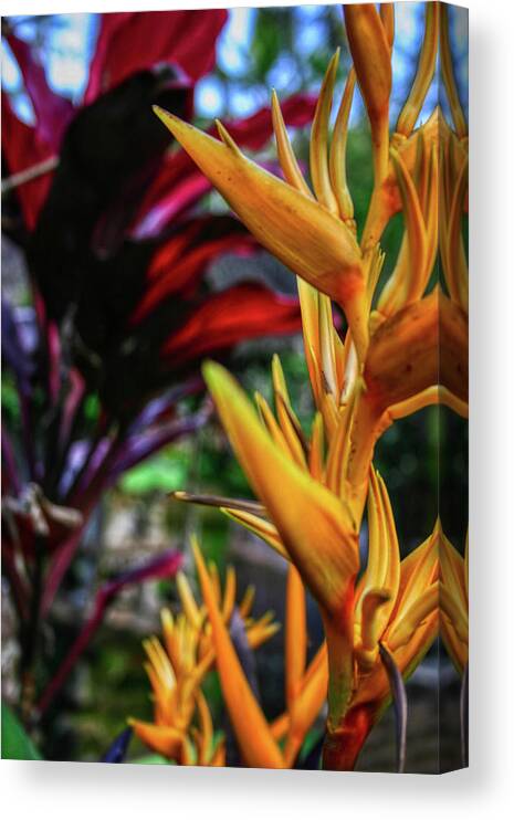 Yellow Canvas Print featuring the photograph Heliconia by Gene Taylor
