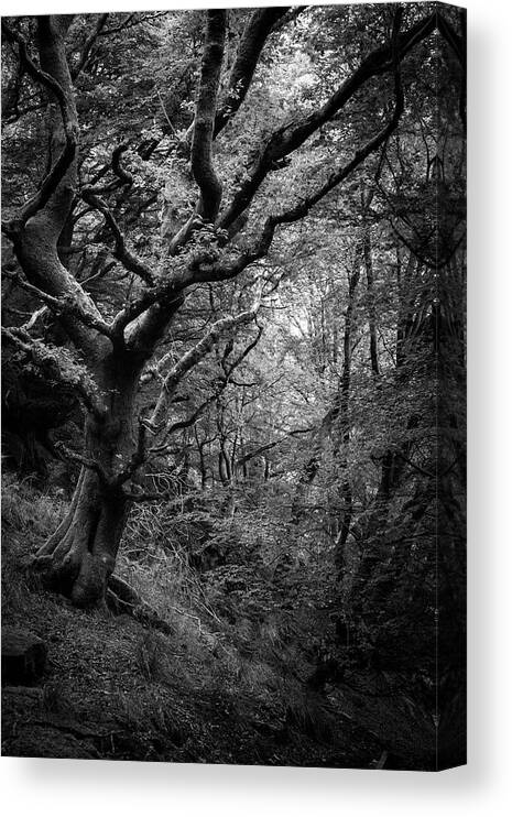 Tree Canvas Print featuring the photograph Hello darkness by Gavin Lewis