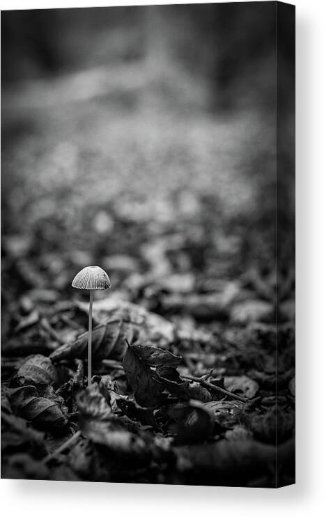 Mushroom Canvas Print featuring the photograph Hello there little one by Gavin Lewis