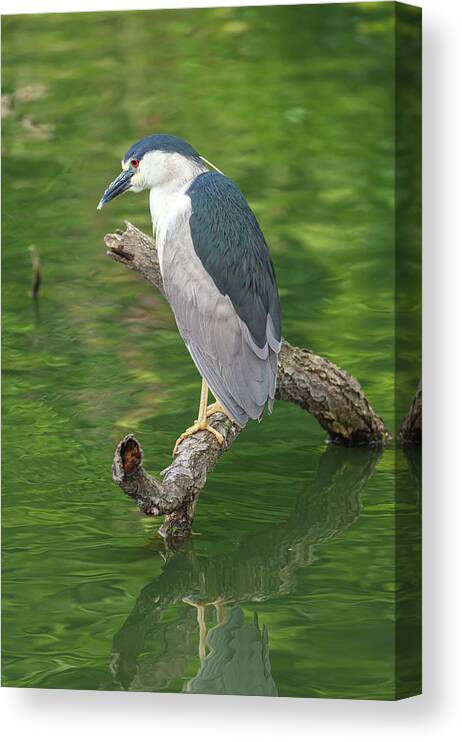 Black-capped Night Heron Canvas Print featuring the photograph Heron In Green Backdrop by Jonathan Nguyen
