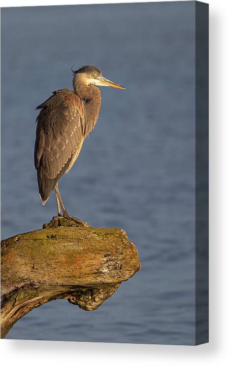 Blue Heron Canvas Print featuring the photograph Heron Sunset Vertical by Michael Rauwolf