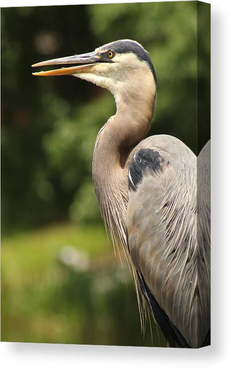 Jane Ford Canvas Print featuring the photograph Heron's Profile by Jane Ford