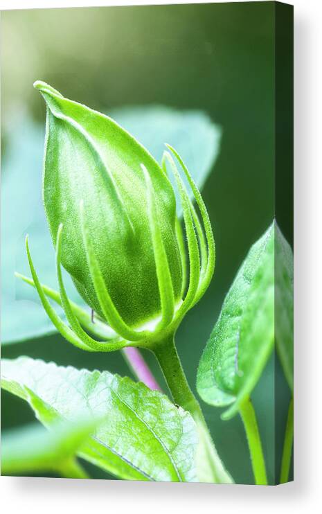 Hibiscus Bud Canvas Print featuring the photograph Hibiscus Flower Bud in the Croatan National Forest by Bob Decker