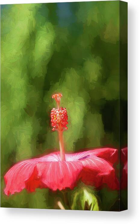Nature Canvas Print featuring the photograph Hibiscus Painted Lady 150 by Rich Franco