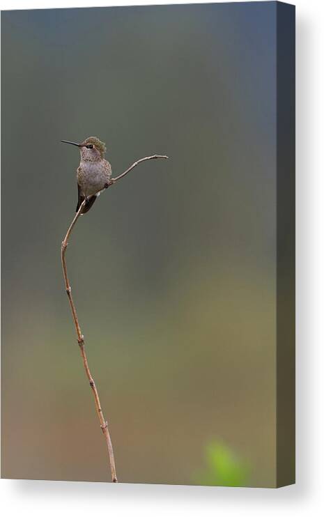 Hummingbird Canvas Print featuring the photograph High Perch by Loyd Towe Photography