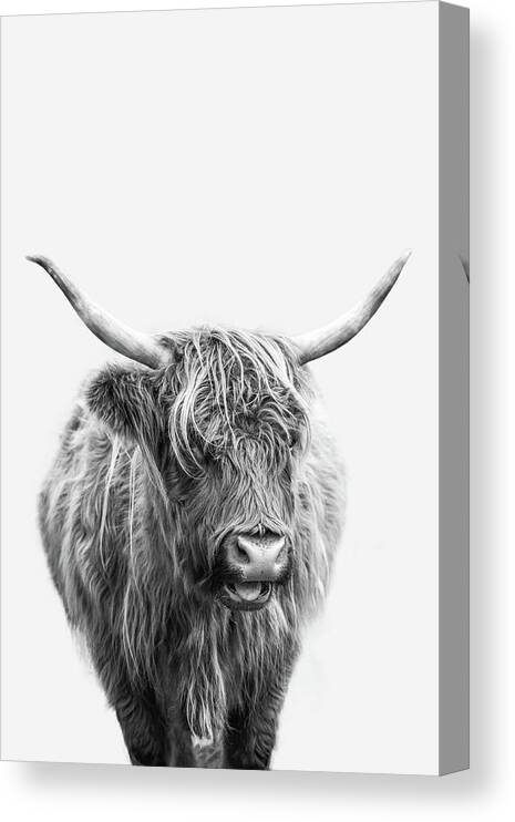 Highlander Cow Canvas Print featuring the photograph Highlander Cow by Dale Kincaid