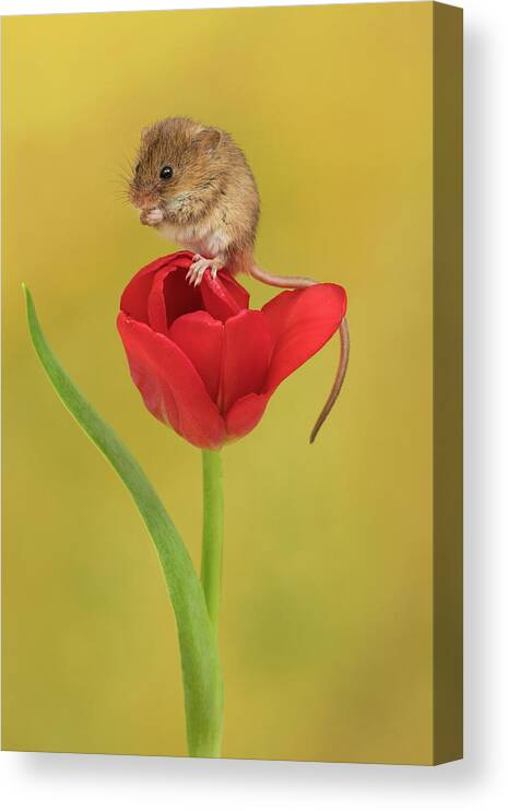 Harvest Canvas Print featuring the photograph HMTulip-0795 by Miles Herbert