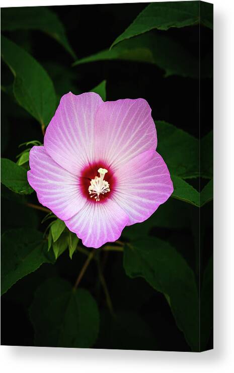 Flower Canvas Print featuring the photograph Holy Hibiscus by Robert Mintzes