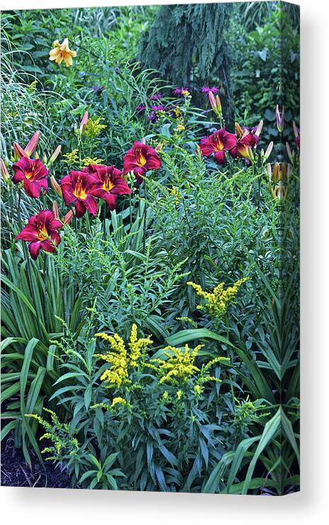 Summer Canvas Print featuring the photograph Hot July Daylilies by Janis Senungetuk