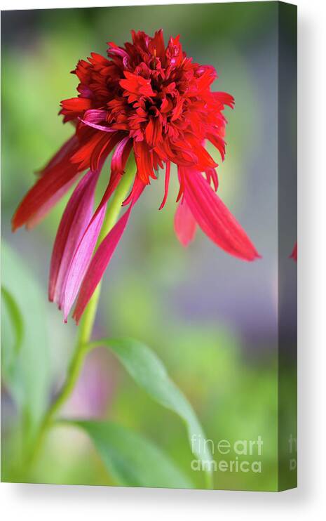 Flowers Canvas Print featuring the photograph Hot Papaya Coneflower by Chris Scroggins