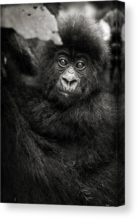 Gorilla Canvas Print featuring the photograph Jeune gorille Humba by Sebastien Meys