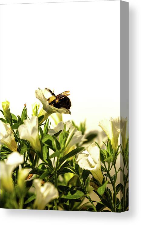 Museum Quality Canvas Print featuring the photograph Hungry Bee by Bruce Davis