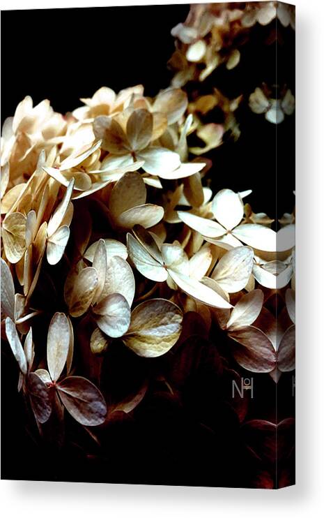 Hydrangea Canvas Print featuring the digital art Hydrangea in Sepia by Nancy Olivia Hoffmann