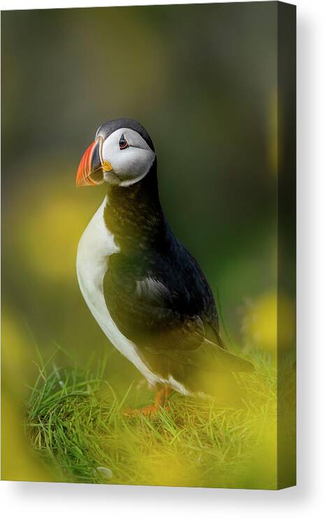 Puffin Canvas Print featuring the photograph Iceland - Atlantic puffin by Olivier Parent