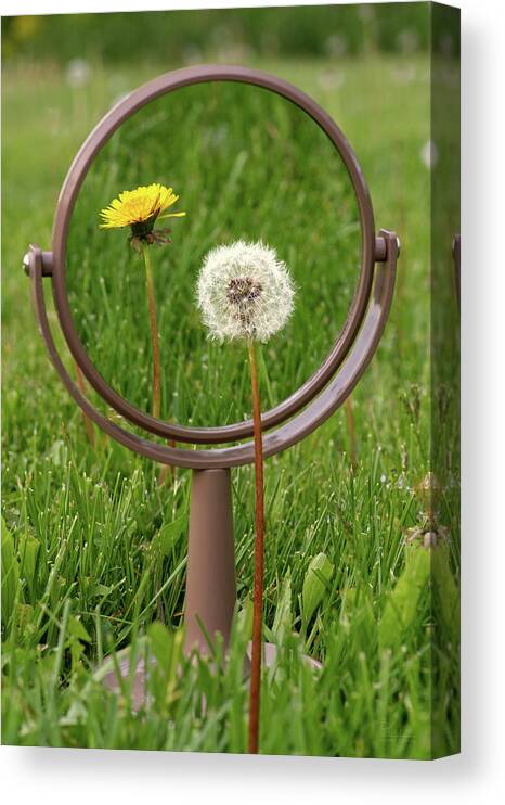 Dandelion Canvas Print featuring the photograph In the Eye of the Beholder - Dandelion seed puff with flower reflected in mirror by Peter Herman
