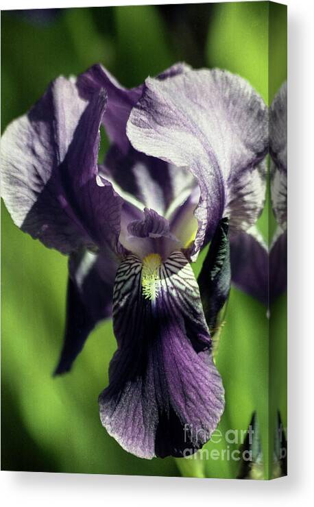 Arizona Canvas Print featuring the photograph Into the World of the Iris by Kathy McClure