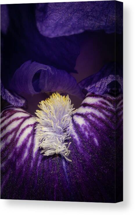 Cibola National Forest Canvas Print featuring the photograph Iris Delight by Maresa Pryor-Luzier