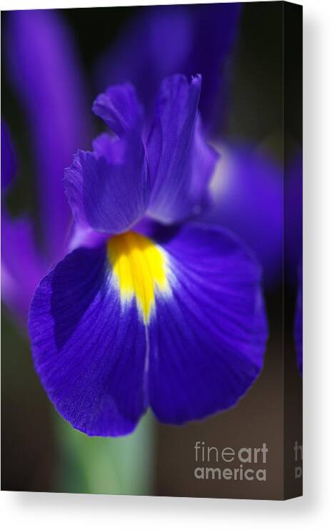 Iridaceae Canvas Print featuring the photograph Iris Spring Love by Joy Watson