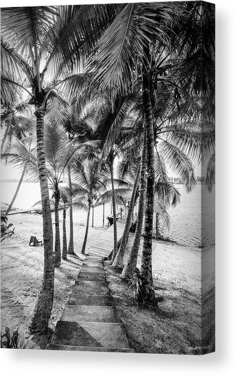 Black Canvas Print featuring the photograph Island Dock Under Palms Black and White by Debra and Dave Vanderlaan