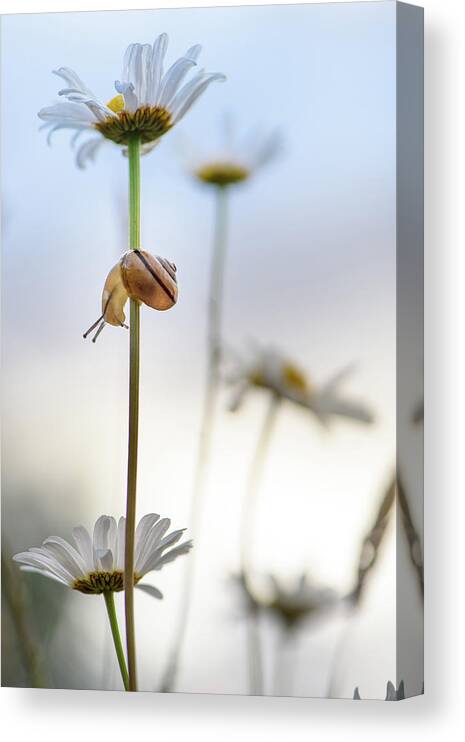 Snail Canvas Print featuring the photograph It's a long way down by Naomi Maya