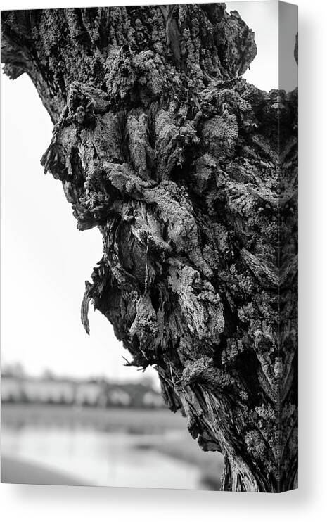 Tree Canvas Print featuring the photograph Its Bark is Worse Then by Alan Goldberg