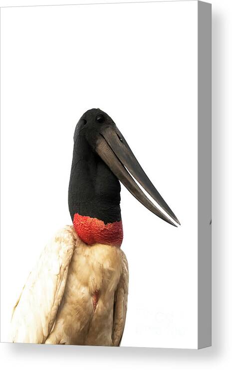 Jabiru Canvas Print featuring the photograph Jabiru Stork by Patrick Nowotny