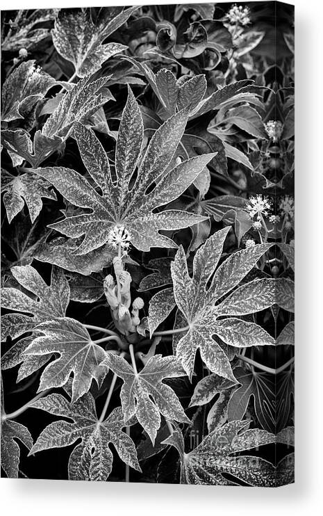 Fatsia Japonica Spiders Web Canvas Print featuring the photograph Japanese Aralia Spiders Web Monochrome by Tim Gainey