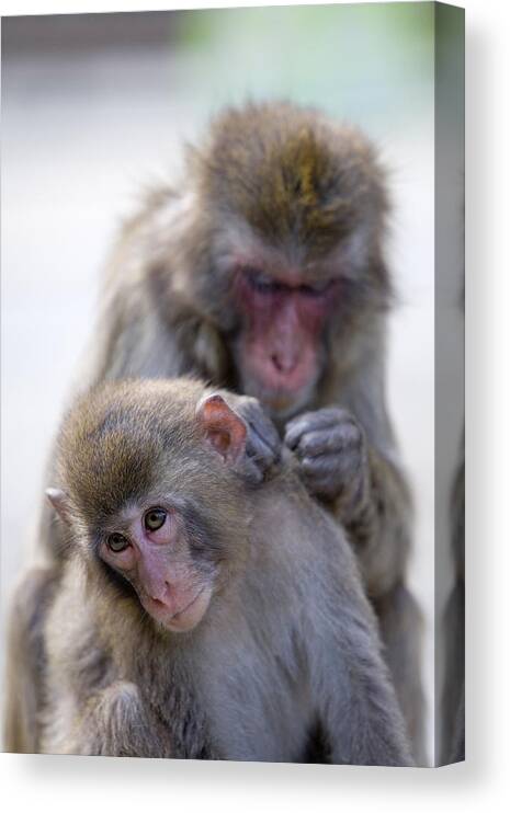 Animal Themes Canvas Print featuring the photograph Japanese macaques (macaca fuscata) monkeys, one monkey cleaning other by Sylvester Adams