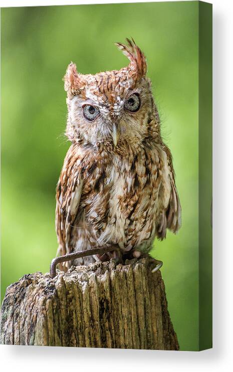 Owl Canvas Print featuring the photograph Jaunty owl by Robert Miller