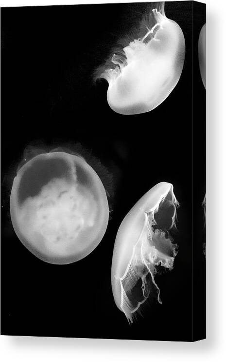 Aquarium Canvas Print featuring the photograph Jelly trio by Gina Cinardo