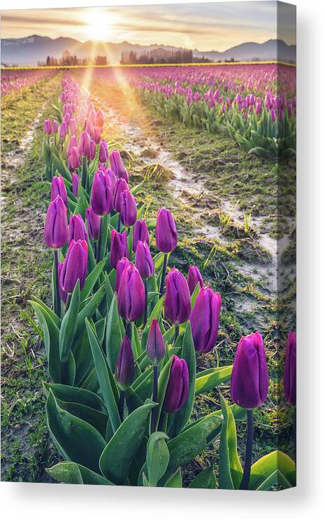 Tulips Canvas Print featuring the photograph Jewel Tone Tulips by Michael Rauwolf