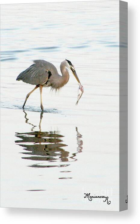 Nature Canvas Print featuring the photograph Just Caught by Mariarosa Rockefeller