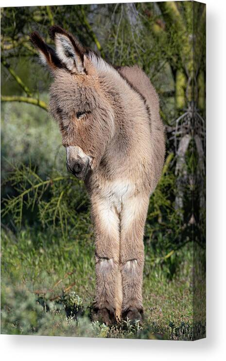 Wild Burros Canvas Print featuring the photograph Just too Sweet by Mary Hone